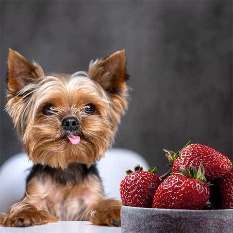 Can Yorkies Eat Strawberries?