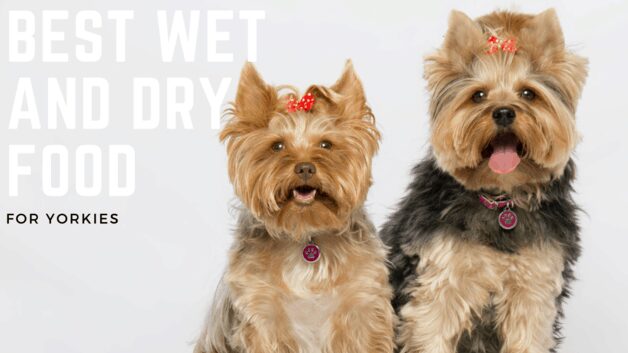Best Wet And Dry Food For Yorkies