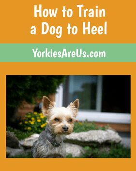 How to train a dog to heel