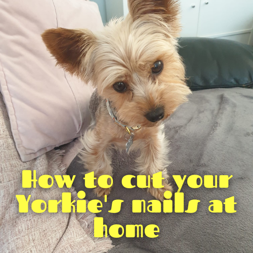 How to cut a Yorkie's nails at home