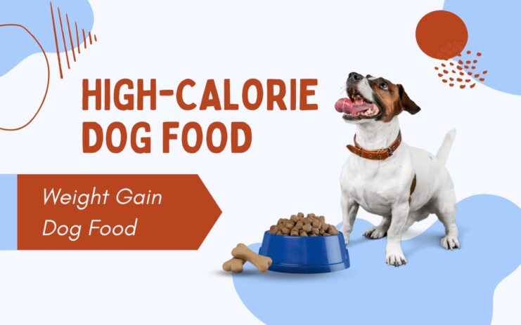 Weight Gain Dog Food