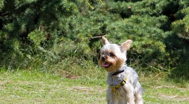How to train a Yorkie to come