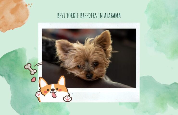 Yorkie Breeders Alabama