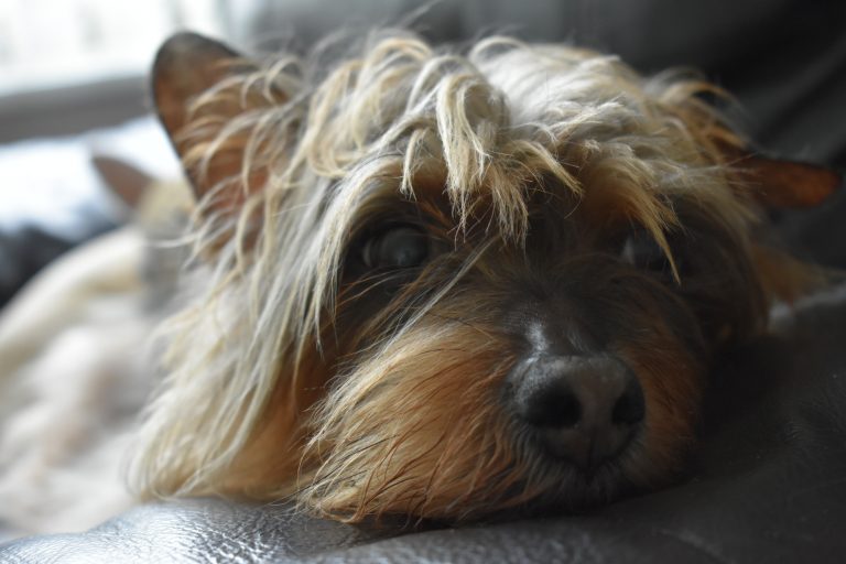 Why is my Yorkie shaking?