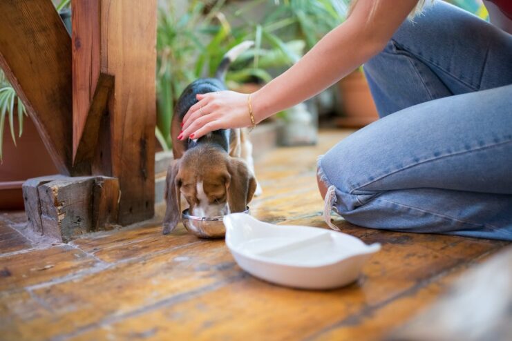 best high-calorie dog food faq