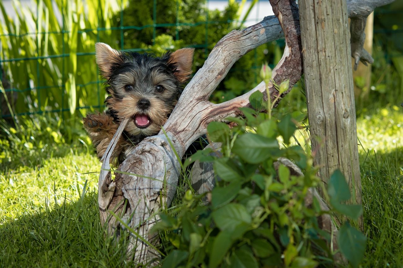 Can Yorkies eat eggs?