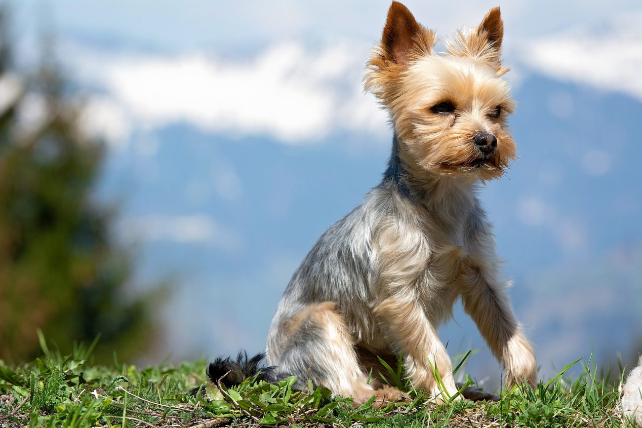 Yorkie Terrier Breed Information