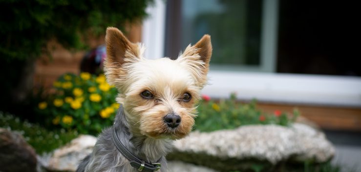 How to train a Yorkie to heel