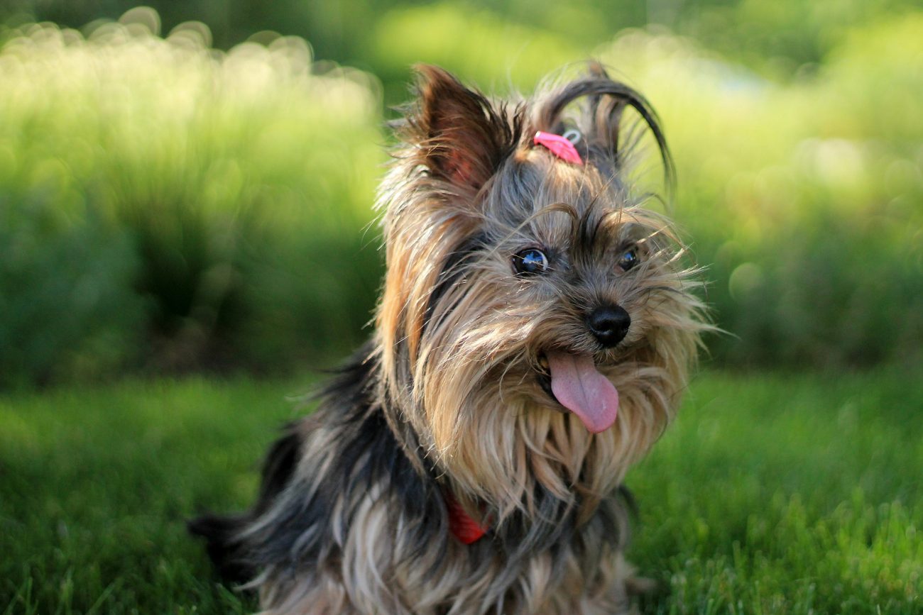 Can Yorkies eat eggs?