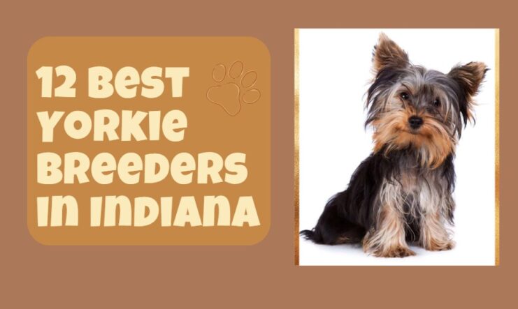 Best Yorkie Breeders in Indiana