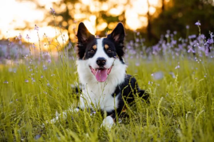 Size Variance of Dog 