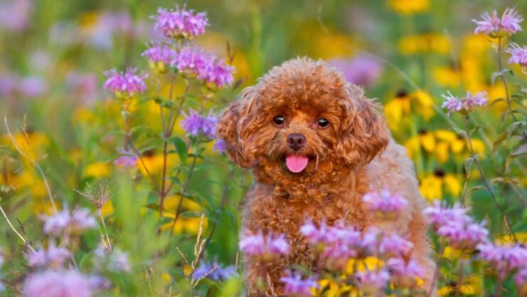 Things To Consider Before Purchasing a Cross Breed Puppy