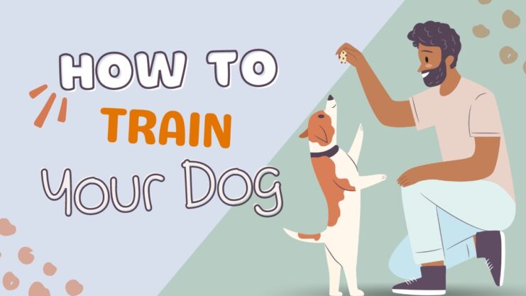Train Your Dog and teach him Commands and Tricks