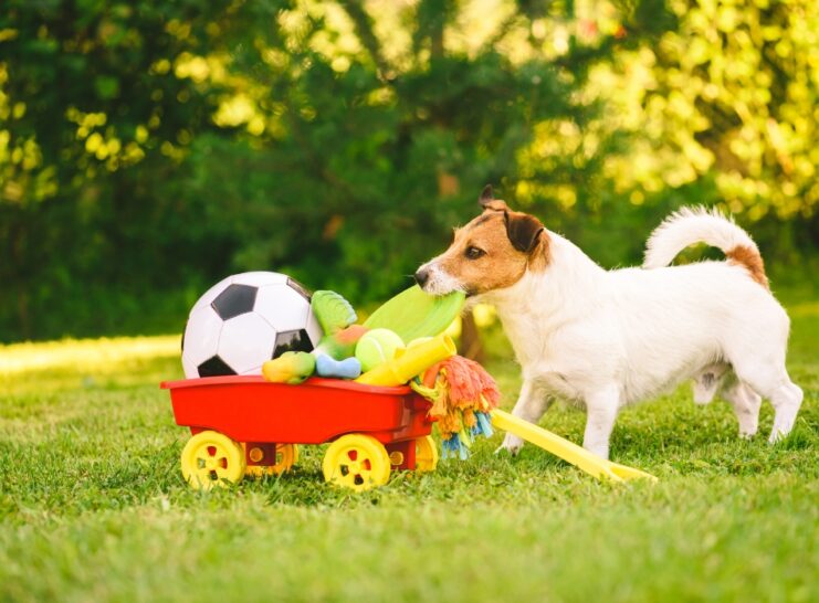 dog play with toys