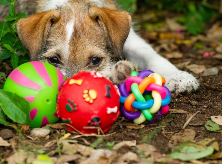 dog with ball toys