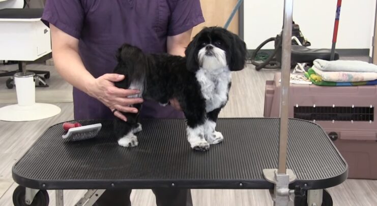 Prioritizing Safety in Dog Grooming Tables