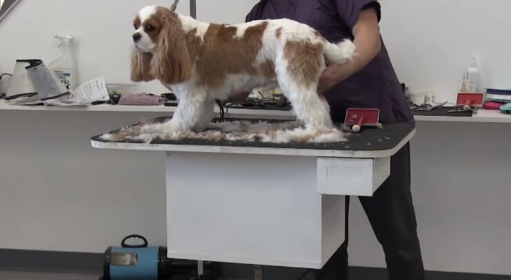 Uses of a Dog Grooming Table