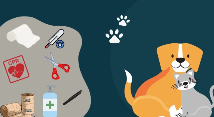 Assembling a Pet First Aid Kit