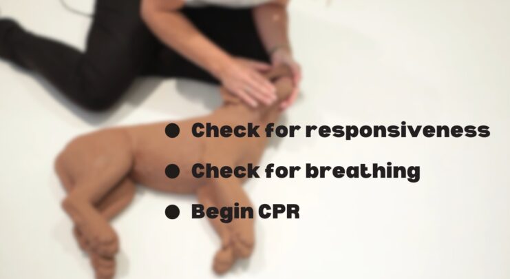CPR and Rescue Breathing for Pets