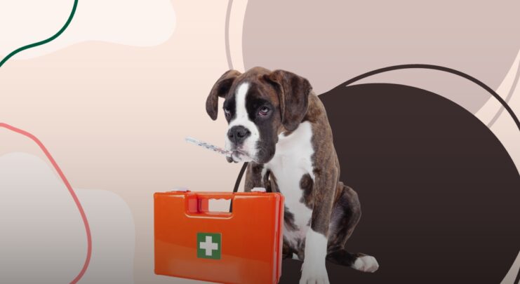 Pet Emergencies and Their First Aid