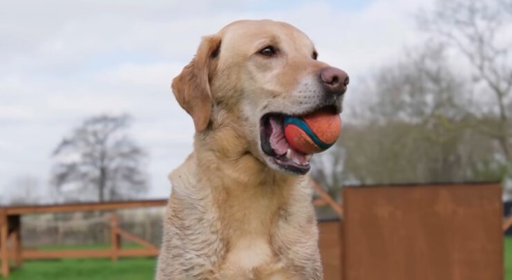 Dog Training Tips for First-Time Owners Avoiding Common Mistakes