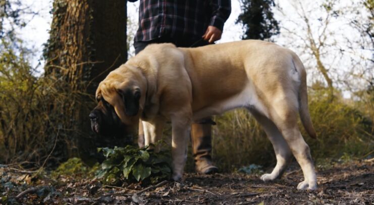 Potty Training Tips for New Dogs